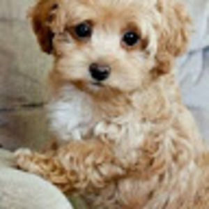 Meet your Posher, Lynn